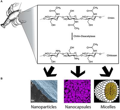 Chitosan-Based Non-viral Gene and Drug Delivery Systems for Brain Cancer